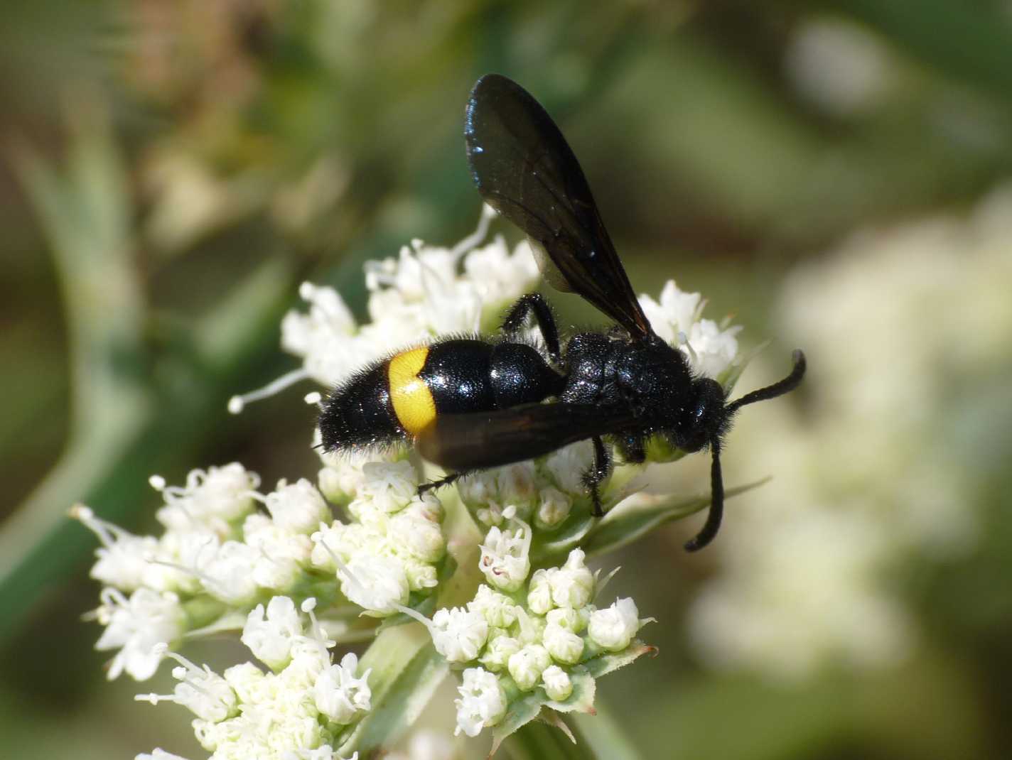 3 scolie: S. hirta normale e unifasciata e Colpa sexmaculata